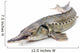 Sturgeon fish Wall Decal