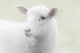White lamb on green background Wall Mural