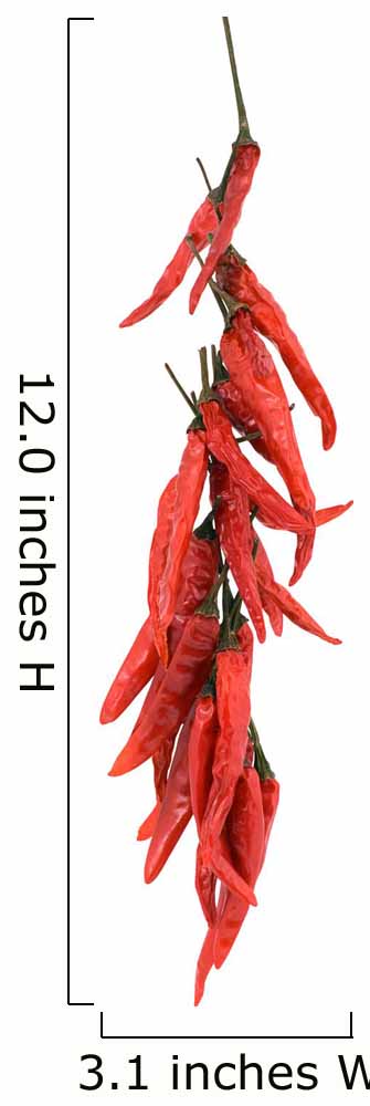 A string of dried red hot chili peppers isolated on white Wall Decal