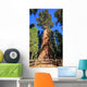 General Sherman Tree Wall Mural