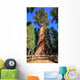General Sherman Tree Wall Mural
