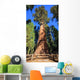 General Sherman Tree Wall Mural