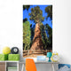 General Sherman Tree Wall Mural