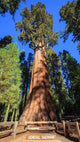 General Sherman Tree Wall Mural