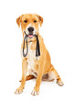 Labrador Retriever With Leash in Mouth 