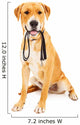 Labrador Retriever With Leash in Mouth 