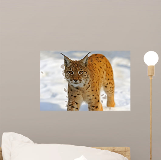 Lynx in Their 