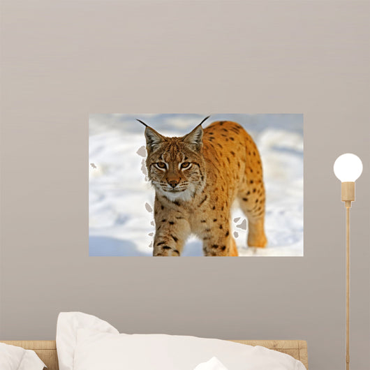 Lynx in Their 