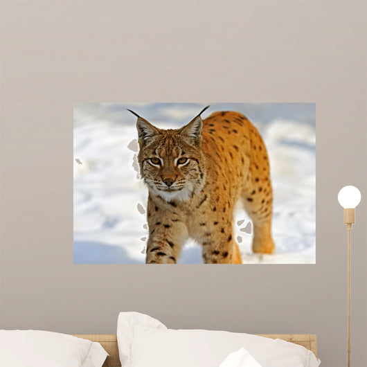 Lynx in Their 