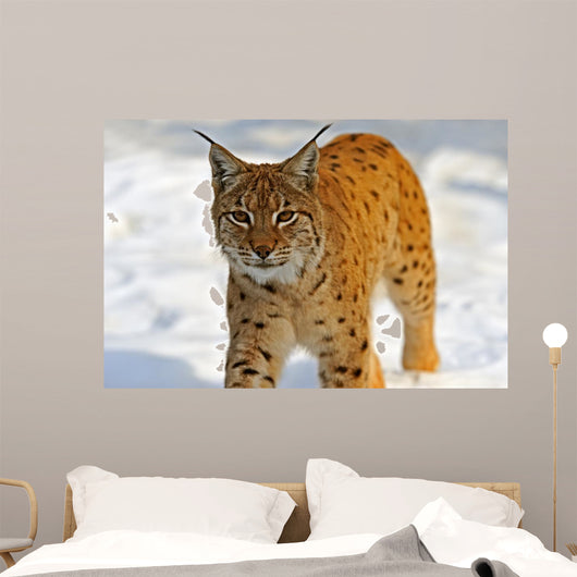 Lynx in Their 