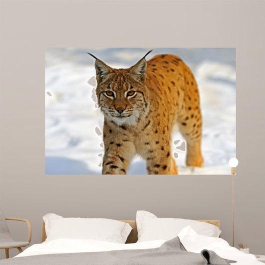 Lynx in Their 