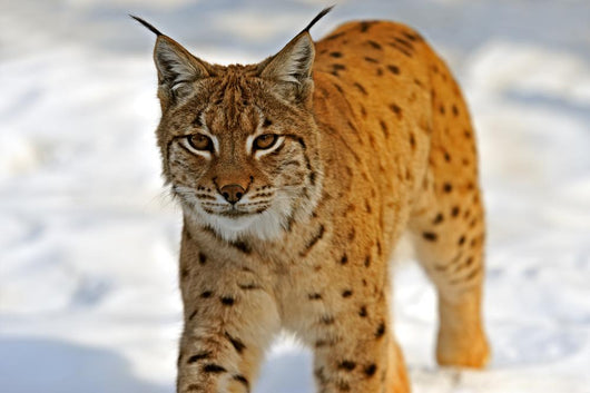 Lynx in Their 
