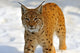 Lynx in Their 