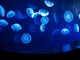 jellyfish dance Wall Mural