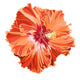 Orange hibiscus simple corrugated Wall Decal
