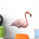 flamingo portrait 