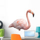 flamingo portrait 