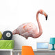 flamingo portrait 