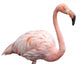 flamingo portrait 