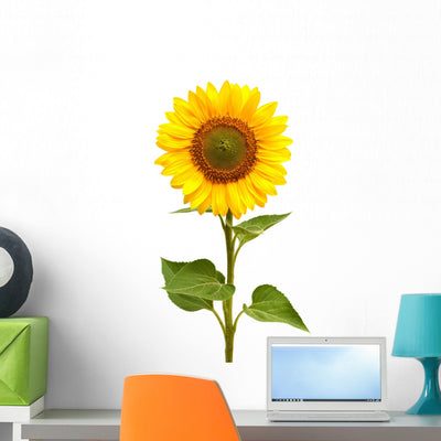 Sunflower shown on a wall