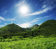 Summer Green Hills Wall Decal Design 1
