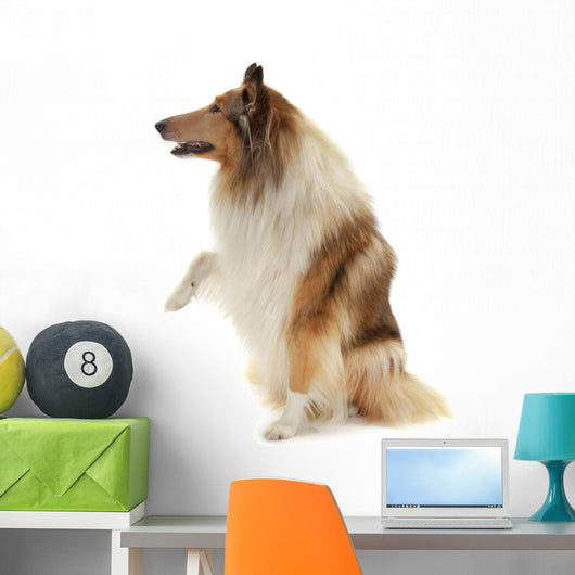 Rough Collie Wall Decal