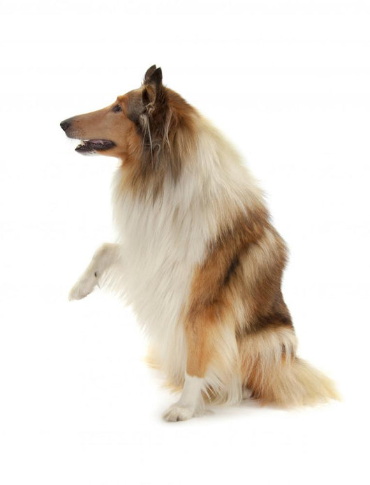 Rough Collie Wall Decal