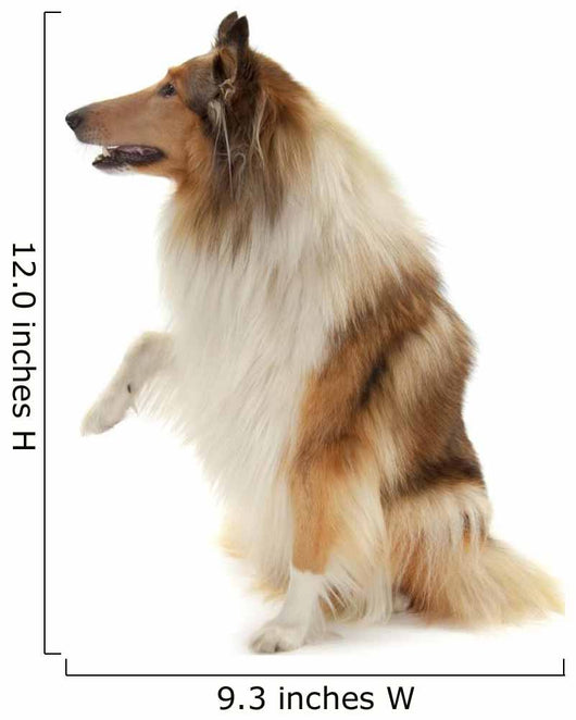 Rough Collie Wall Decal