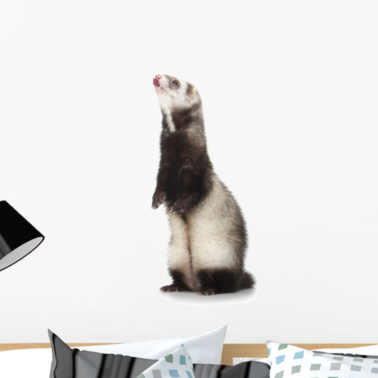 Young Ferret Wall Decal