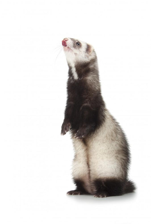 Young Ferret Wall Decal