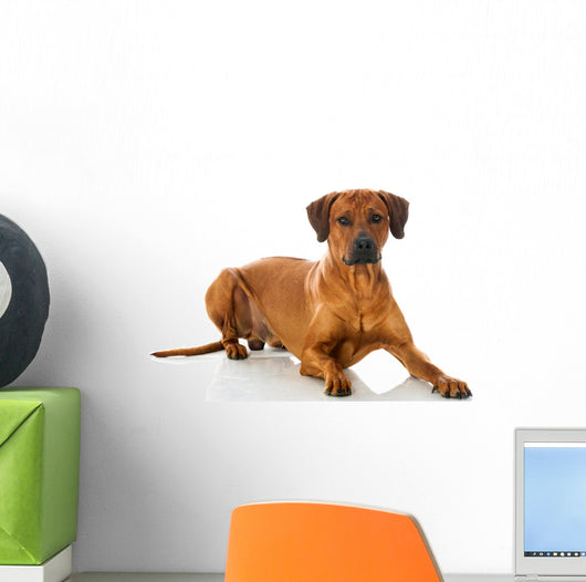 Rhodesian Ridgeback 