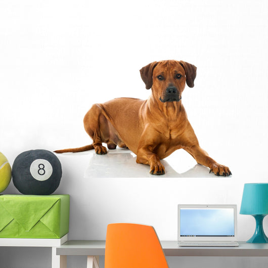 Rhodesian Ridgeback 