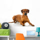Rhodesian Ridgeback 