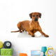 Rhodesian Ridgeback 