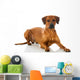 Rhodesian Ridgeback 