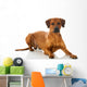 Rhodesian Ridgeback 