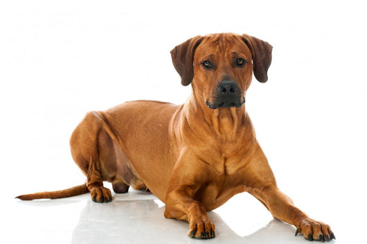Rhodesian Ridgeback 