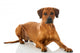 Rhodesian Ridgeback 