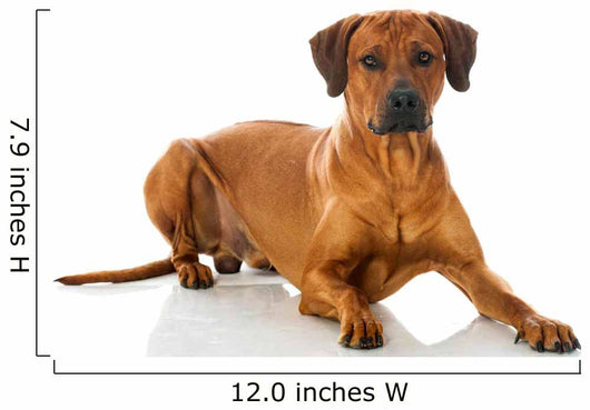 Rhodesian Ridgeback 