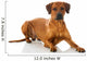 Rhodesian Ridgeback 
