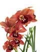A beautiful fresh orchid Wall Mural