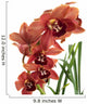 A beautiful fresh orchid Wall Mural