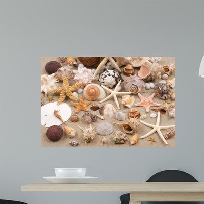 Seashell shown on a wall