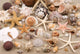 Seashell background 