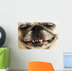 Close up of a Smiling Pug Wall Mural