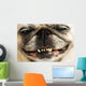 Close up of a Smiling Pug Wall Mural