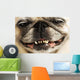 Close up of a Smiling Pug Wall Mural