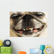 Close up of a Smiling Pug Wall Mural