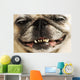 Close up of a Smiling Pug Wall Mural
