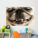 Close up of a Smiling Pug Wall Mural